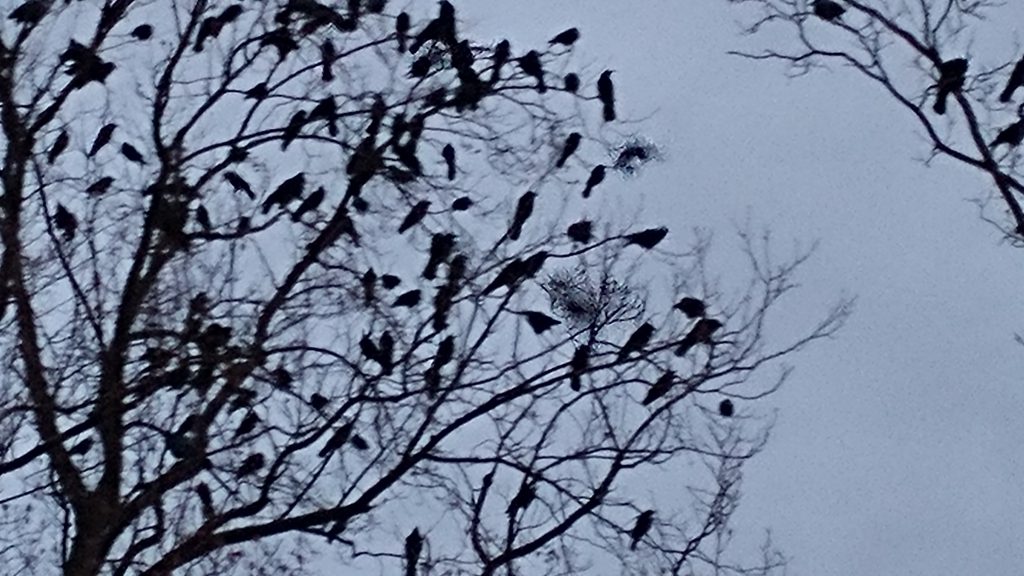 Birds of a feather,Law of Attraction