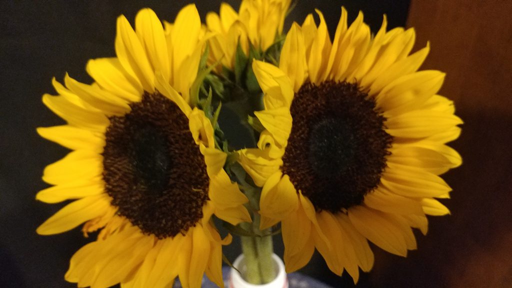 Sunflowers